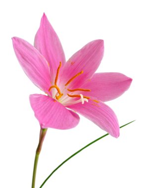 Beyaz arka planda izole edilmiş güzel pembe çiçek.