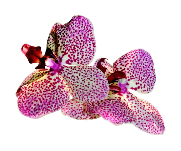 Krásné růžové skvrnité orchideje izolované na bílém pozadí — Stock fotografie