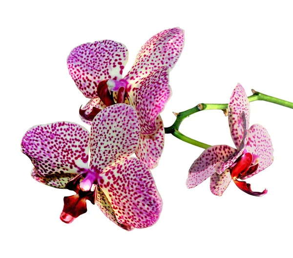 Krásné růžové skvrnité orchideje izolované na bílém pozadí — Stock fotografie