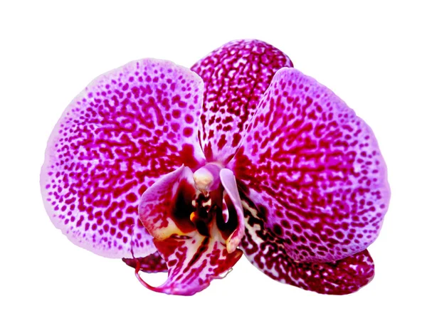 Krásné růžové skvrnité orchideje izolované na bílém pozadí — Stock fotografie