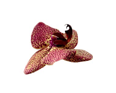 Güzel pembe benekli orkide beyaz bir arkaplanda izole edilmiş.