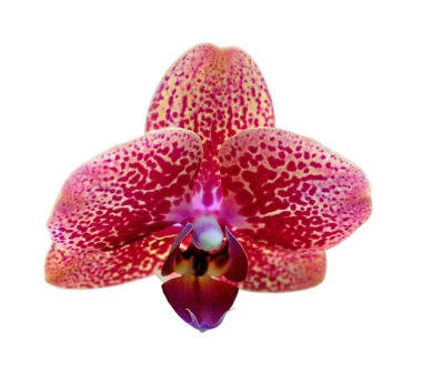 Güzel pembe benekli orkide beyaz bir arkaplanda izole edilmiş.