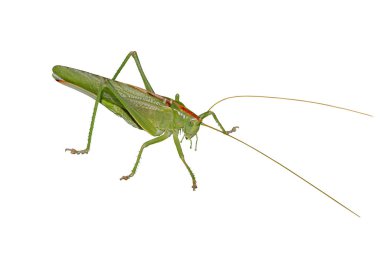 A big green locust isolated on a white background