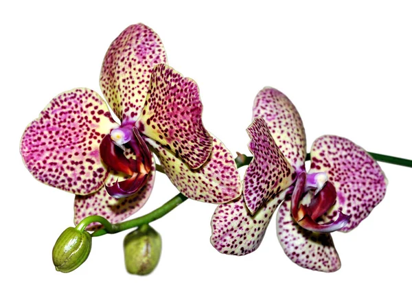 Schöne rosa gefleckte Orchidee isoliert auf weißem Hintergrund — Stockfoto