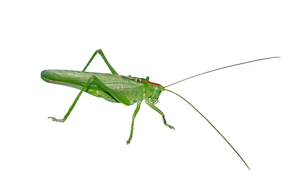 A big green locust isolated on a white background — Stockfoto
