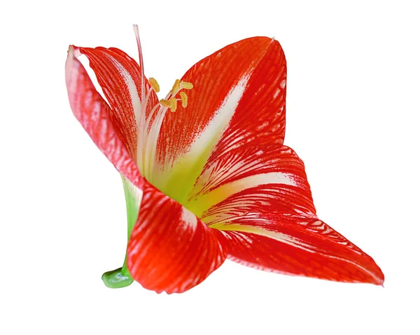 Bellissimo fiore rosso a strisce isolato su uno sfondo bianco — Foto Stock
