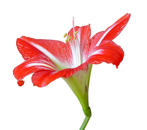 Beautiful striped red flower isolated on a white background — Stock Photo, Image