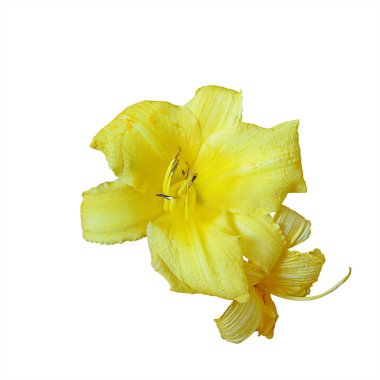 Beyaz bir arka plan üzerinde izole güzel sarı çiçek