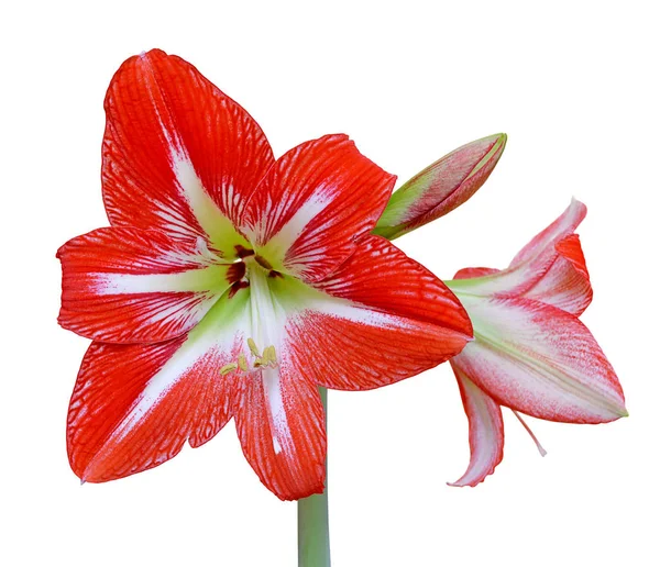Bellissimo fiore rosso a strisce isolato su uno sfondo bianco — Foto Stock