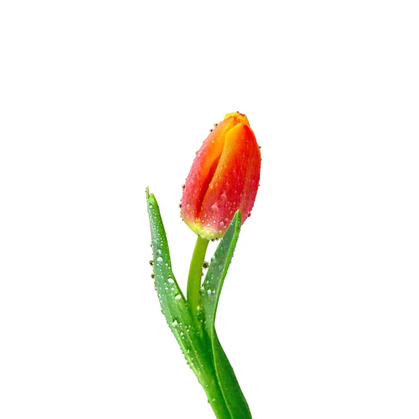 Красивый пестрый тюльпан на белом фоне — стоковое фото