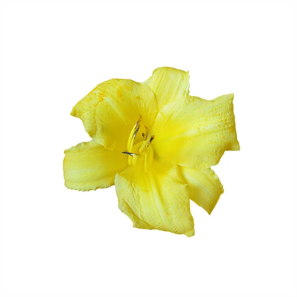 Schöne gelbe Blume isoliert auf weißem Hintergrund — Stockfoto