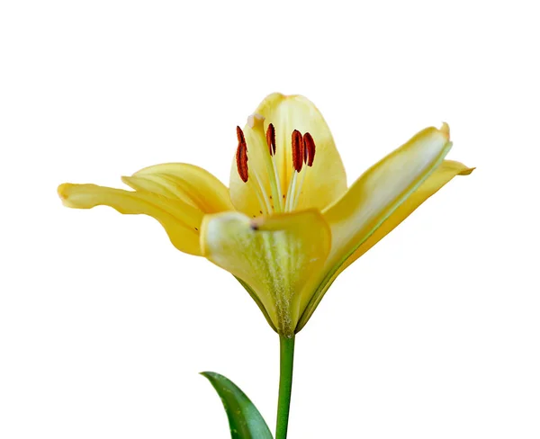Vacker gul blomma isolerad på en vit bakgrund — Stockfoto