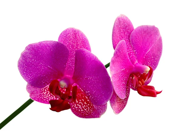 Smuk lyserød orkide isoleret på en hvid baggrund - Stock-foto