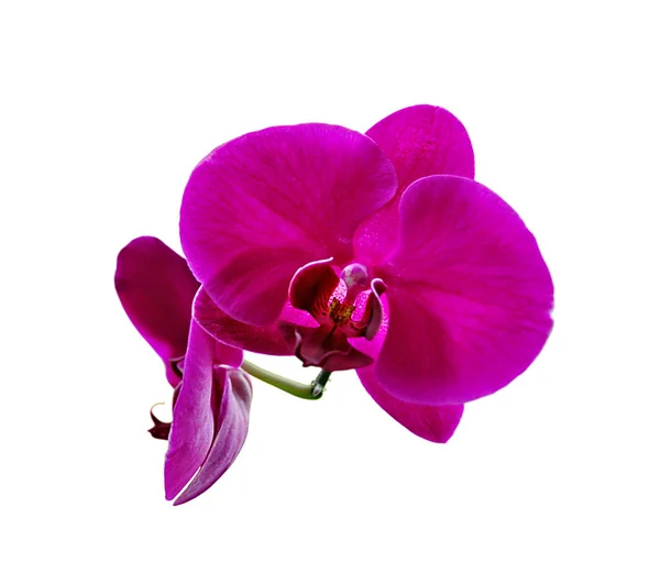 Piękna różowa orchidea odizolowana na białym tle — Zdjęcie stockowe