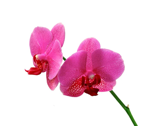 Piękna różowa orchidea wyizolowana na białym tle — Zdjęcie stockowe