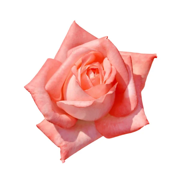 Hermosa rosa rosa aislada sobre un fondo blanco — Foto de Stock