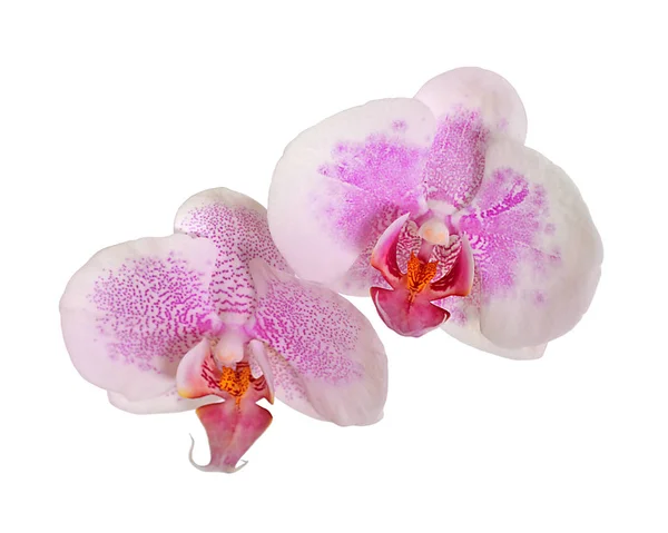 Schöne rosa Orchidee isoliert auf weißem Hintergrund — Stockfoto