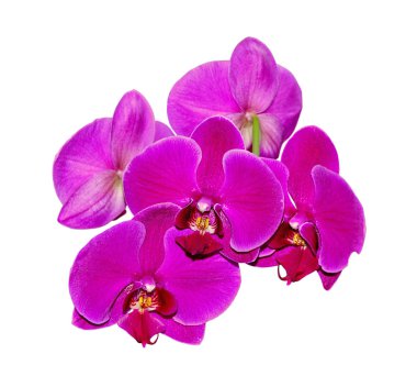Beautiful purple orchid isolated on a white background