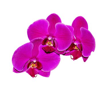 Beautiful purple orchid isolated on a white background