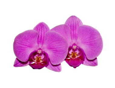 Beautiful purple orchid isolated on a white background