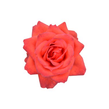 Beyaz arka planda izole edilmiş güzel kırmızı gül.