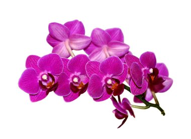 Beautiful purple orchid isolated on a white background