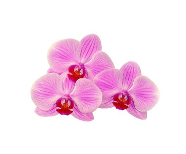Beyaz arka planda izole edilmiş güzel pembe orkide.