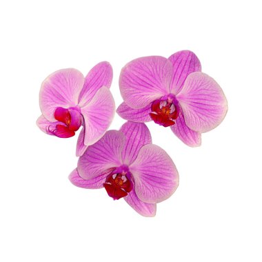 Beyaz arka planda izole edilmiş güzel pembe orkide.