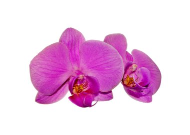 Beautiful purple orchid isolated on a white background