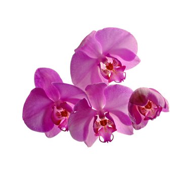 Beautiful purple orchid isolated on a white background