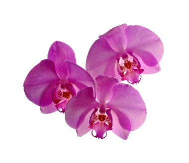 Beautiful purple orchid isolated on a white background