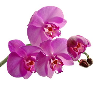 Beautiful purple orchid isolated on a white background