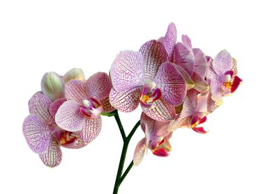 Beyaz arka planda izole edilmiş güzel pembe orkide.