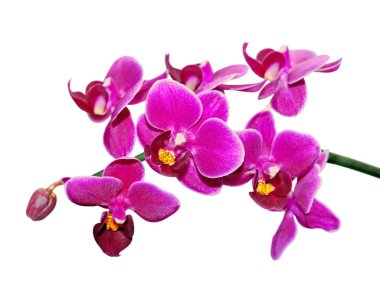 Beautiful purple orchid isolated on a white background