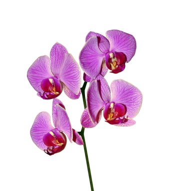 Beautiful purple orchid isolated on a white background