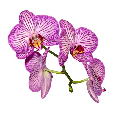 Beyaz arka planda izole edilmiş güzel pembe orkide.