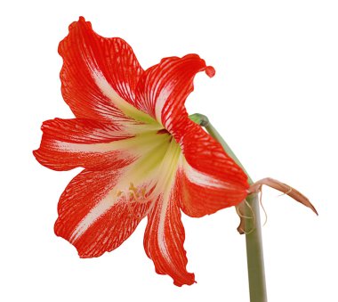 Beyaz bir arka plan üzerinde izole güzel kırmızı çiçek