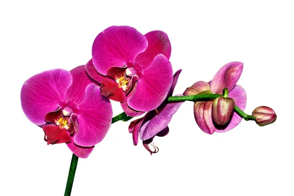 Piękna fioletowa orchidea odizolowana na białym tle — Zdjęcie stockowe