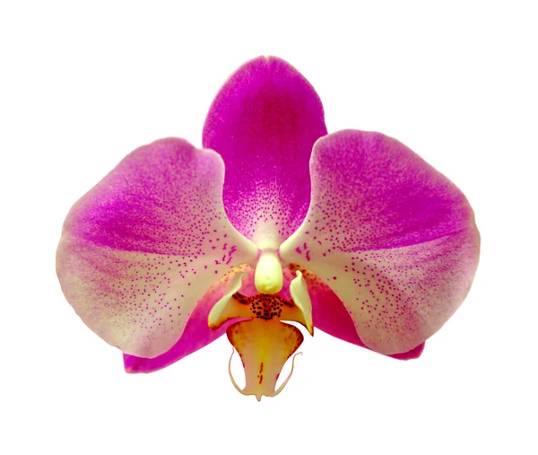 Hermosa orquídea púrpura aislada sobre un fondo blanco — Foto de Stock