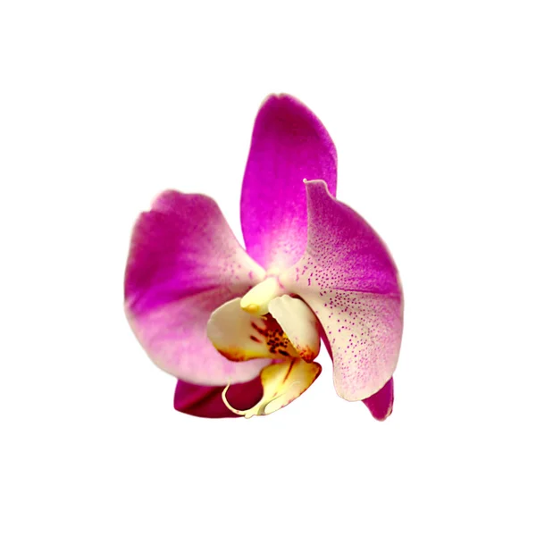 Beautiful purple orchid isolated on a white background — Stock Photo, Image