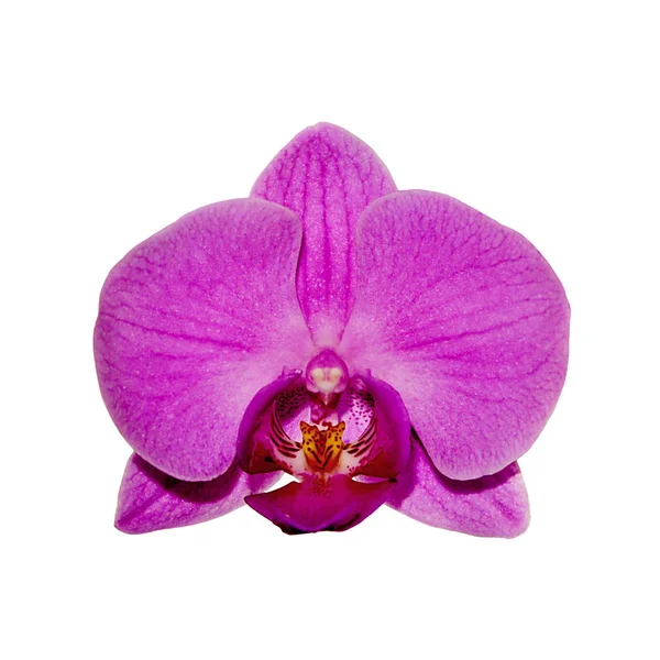 Hermosa orquídea púrpura aislada sobre un fondo blanco — Foto de Stock