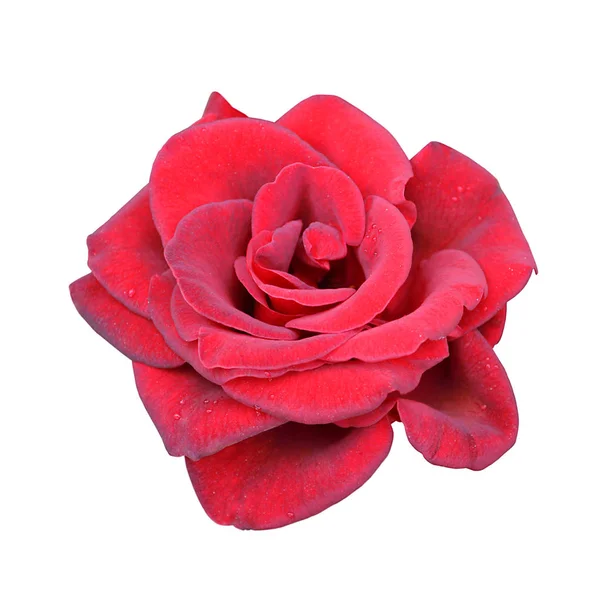 Piękna czerwona róża odizolowana na białym tle — Zdjęcie stockowe