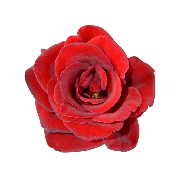 Hermosa rosa roja aislada sobre un fondo blanco — Foto de Stock