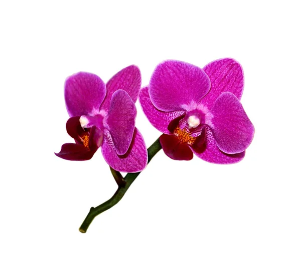 Piękna fioletowa orchidea odizolowana na białym tle — Zdjęcie stockowe