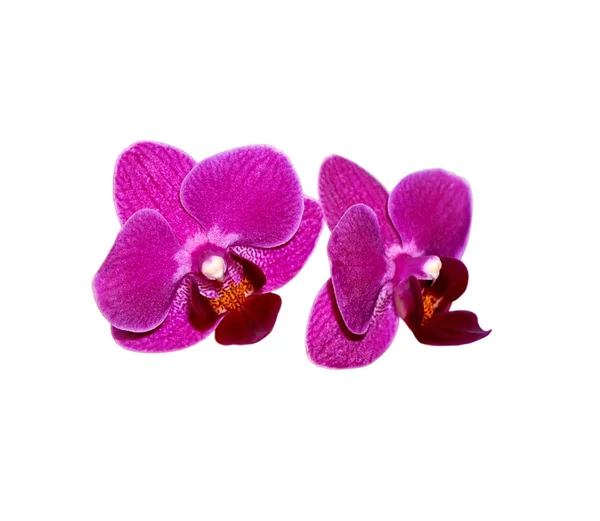 Schöne lila Orchidee isoliert auf weißem Hintergrund — Stockfoto