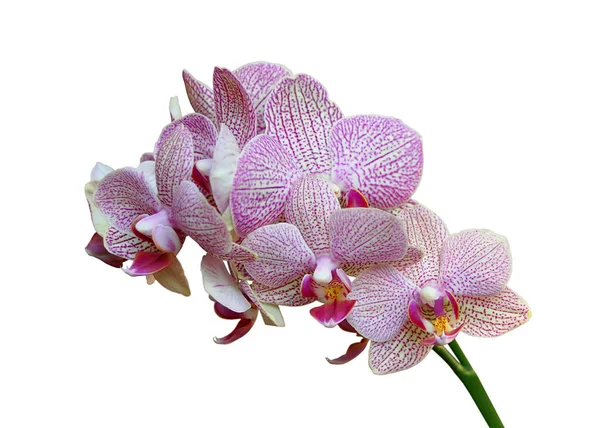 Piękna różowa orchidea odizolowana na białym tle — Zdjęcie stockowe