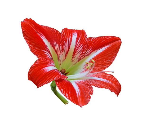 Beautiful red flower isolated on a white background — Stock Photo, Image