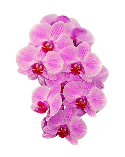 Mooie roze orchidee geïsoleerd op een witte achtergrond Rechtenvrije Stockafbeeldingen