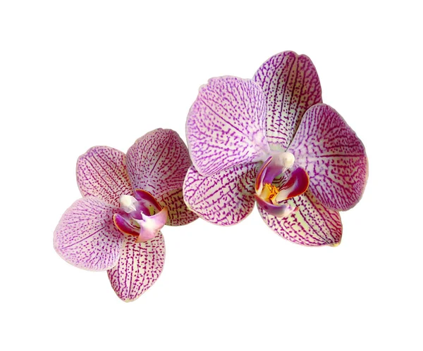 Mooie roze orchidee geïsoleerd op een witte achtergrond Stockfoto