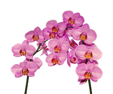 Beyaz arka planda izole edilmiş güzel pembe orkide.